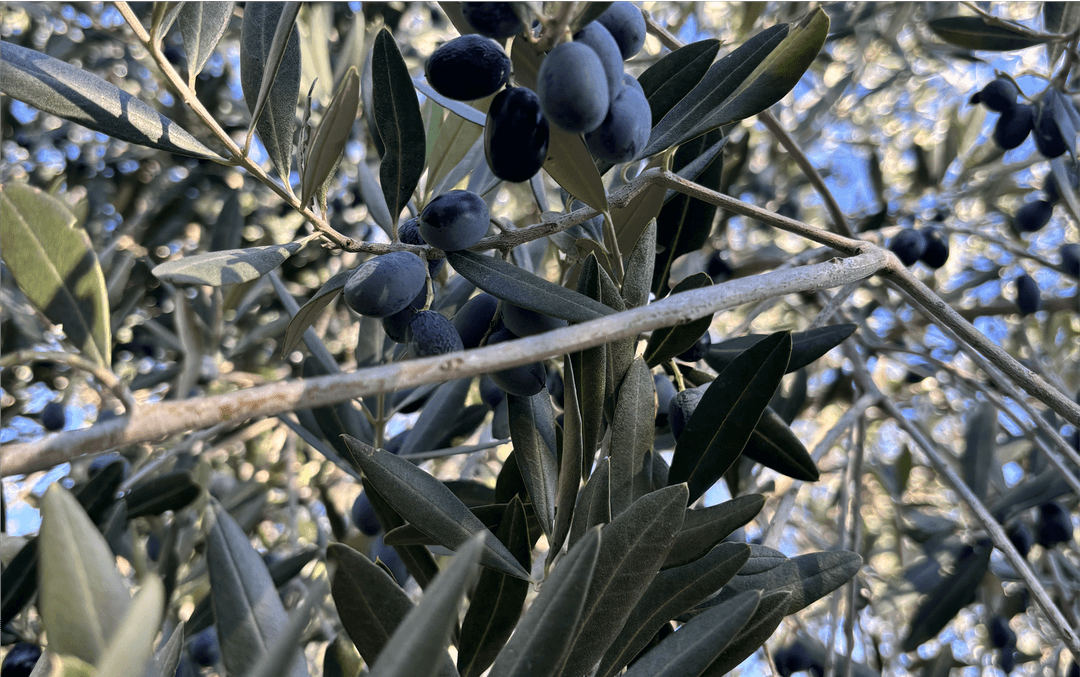 olive tree